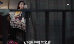 小鹿姐姐爆料视频大全集,揭秘娱乐圈幕后故事